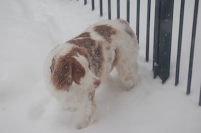 toby snow by the gate